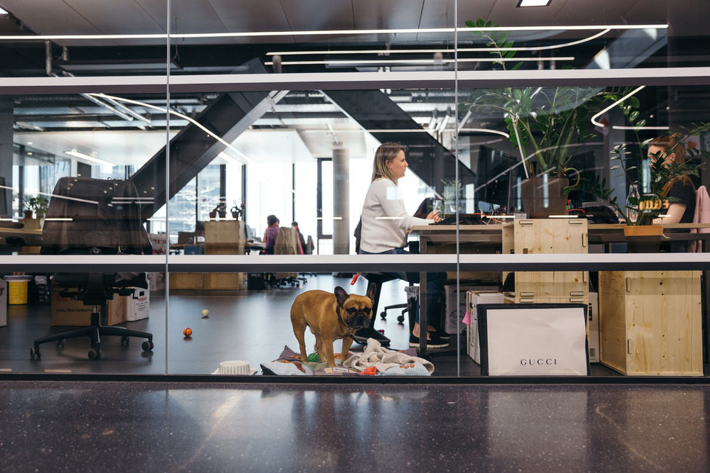 Zalando: Office Dog